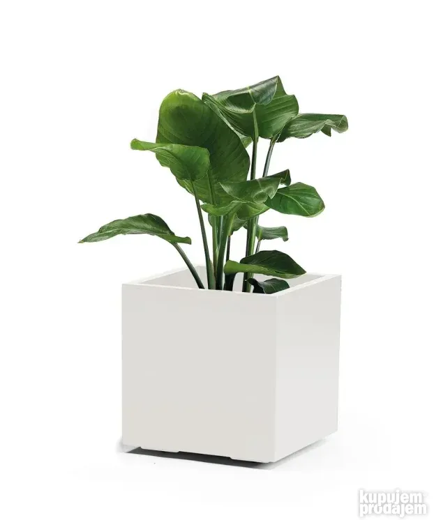 Zardinjera KEBE QUADRO