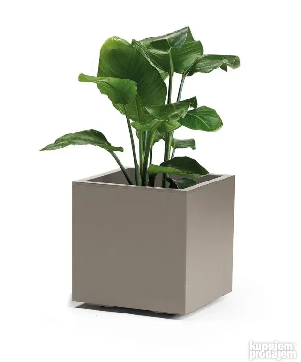 Zardinjera KEBE QUADRO