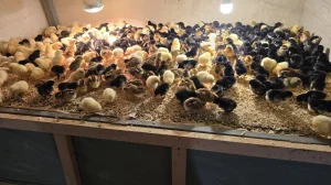 Australorp pilići crni plavi i spleš prodaja Niš