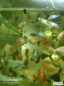 Akvarijumske ribice:gupi,moli,ksifo,plati i dr.riba