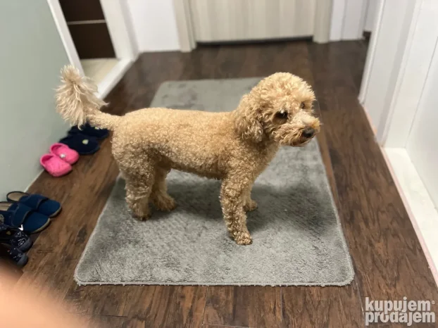 Muzjak pudle za parenje