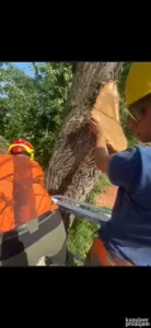 Seča visokorizičnih stabala