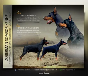 doberman stenci