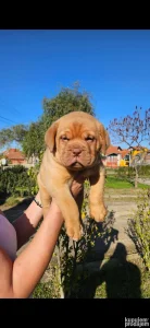 Dostupni stenci Bordoske doge