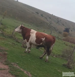 na prodaju krava za klanje