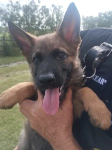 Malinoa belgijski ovčar / nemački ovčar