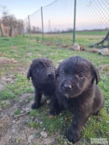 mesanci crnog i belog labradora