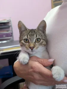 Anđelčić nam je ušetao u kancelariju