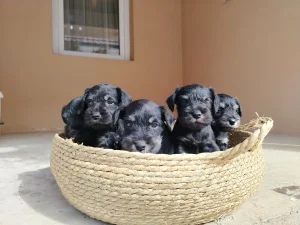 Patuljasti snaucer crno srebrni