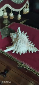 Velika šiljasta školjka Chicoreus 16cm