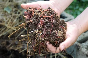 Kalifornijske gliste