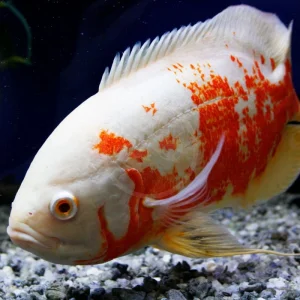 Astronotus ocellatus -Albino red tiger oskar
