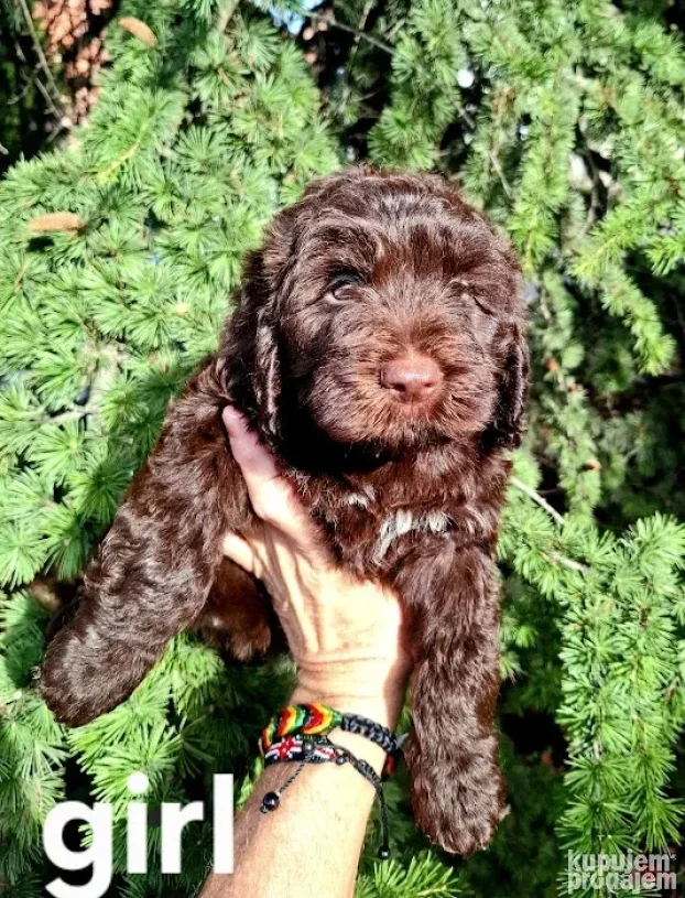 Lagotto romagnolo štenci