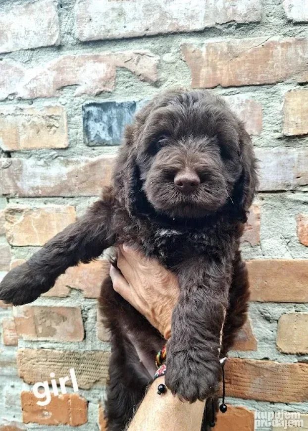 Lagotto romagnolo štenci