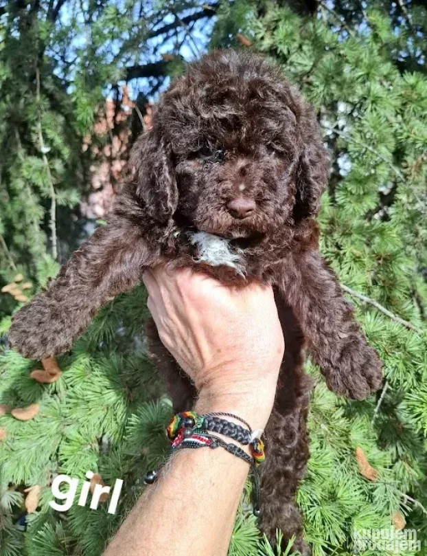Lagotto romagnolo štenci