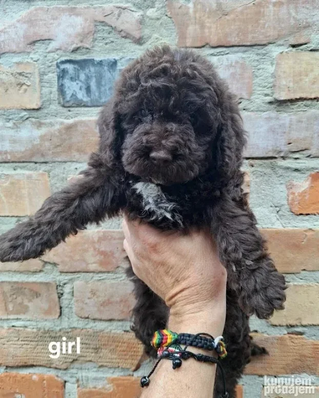 Lagotto romagnolo štenci