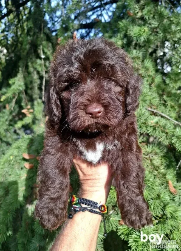 Lagotto romagnolo štenci