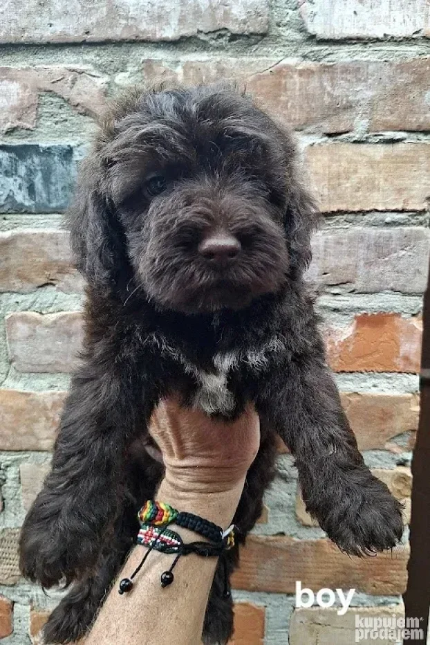 Lagotto romagnolo štenci