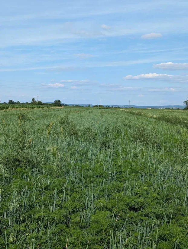 Stepojevac, izuzetan plac, 240 ari, blizina Beograda
