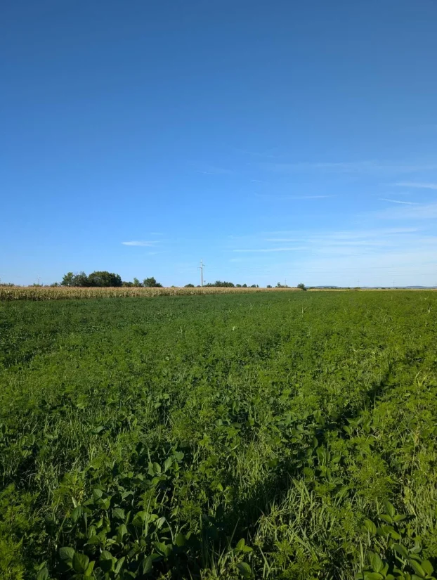 Stepojevac, izuzetan plac, 240 ari, blizina Beograda