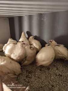 Jumbo,Celadon, prepelice