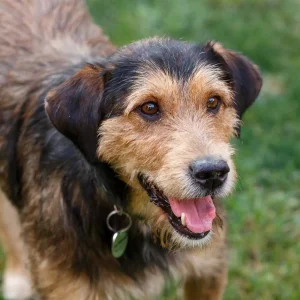 Divni SREĆKO traži dom