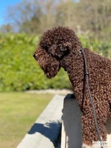 Lagotto Romagnolo