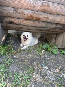 Nemacki spic (zrela zenka)