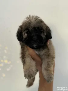 Maltipoo
