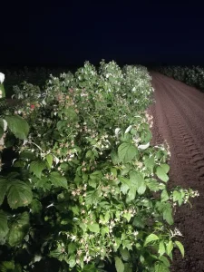 Sadnice Malina POLANA Ratkovo