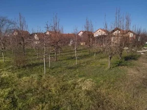 Vinograd, 8260m2, Beočin