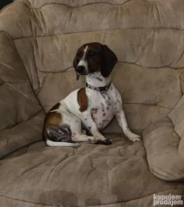 Piebald mini jazavičarka