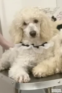 2 bele pudle pahulje