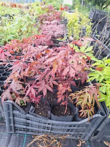 Acer palmatum, crvenolisni javor, kontejnirane sadnice