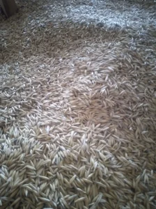 Zob ovas