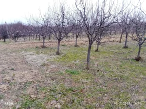 Voćnjak 16.5 ari JAZAK SELO HITNO!