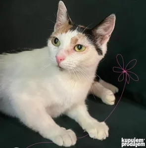Udomi mačka trobojka