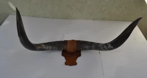 Rogovi