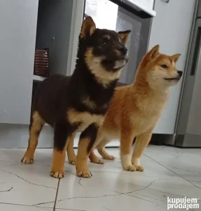 Shiba inu stenci