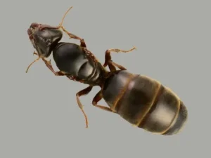 Mravi - vrsta Liometopum Microcephalum