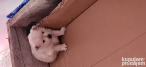 Kucni ljubimci nemacki spic