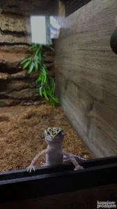 Leopard Gekoni