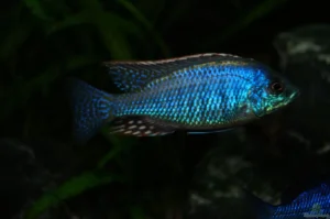 letrinops lethrinus