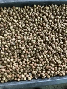 Lesnik sirov kalibrisan