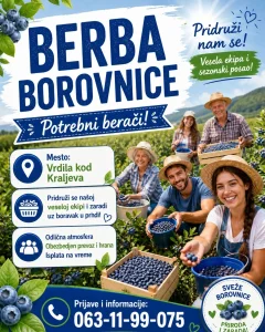 Berac borovnica, berba borovnica,beracice ,nadnicar Kraljevo