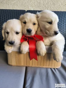 Štenci zlatnog retrivera, ženke - vrhunskog porekla