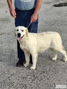 Zlatni retriver zenka