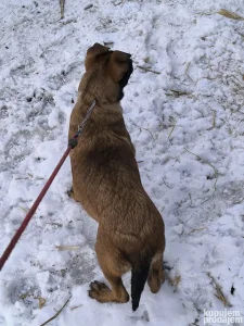 Belgijski ovcar malinoa