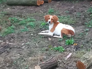 Bretonac star 5 meseci