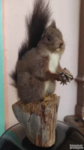 Veverica preparirana
